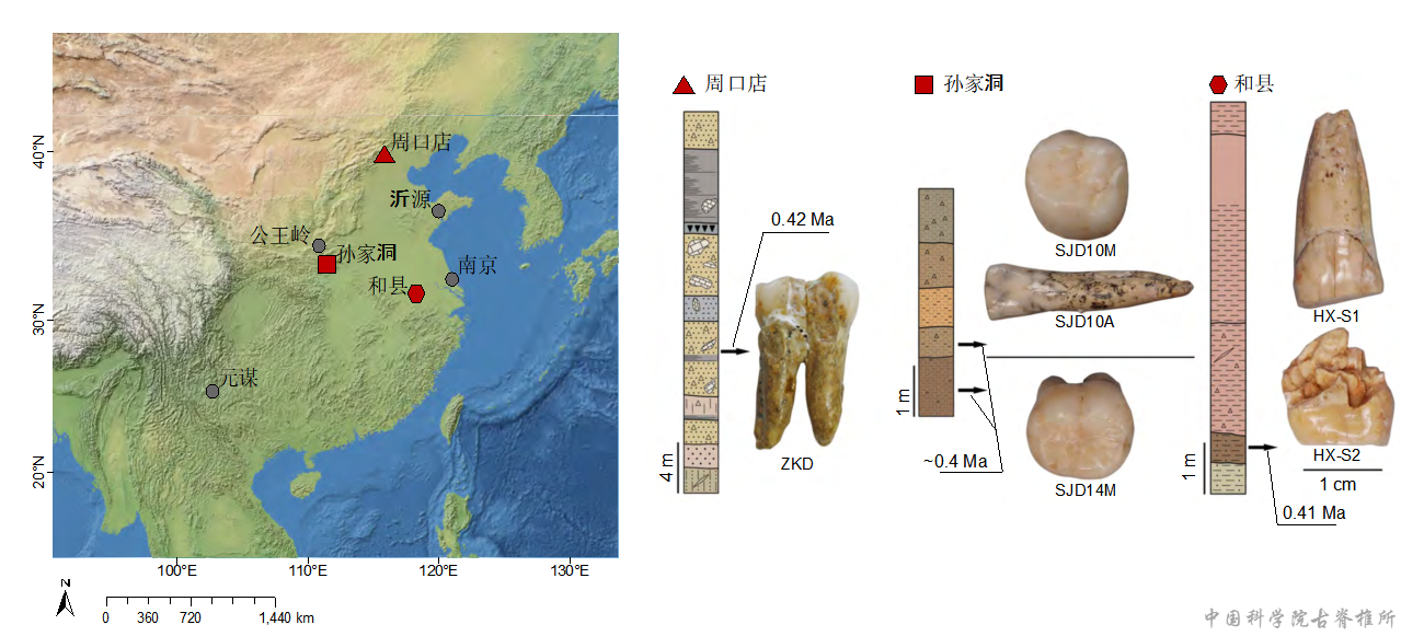 中國中更新世直立人遺址分布與牙齒樣本(來源:中國科學院古脊椎動物與古人類研究所)