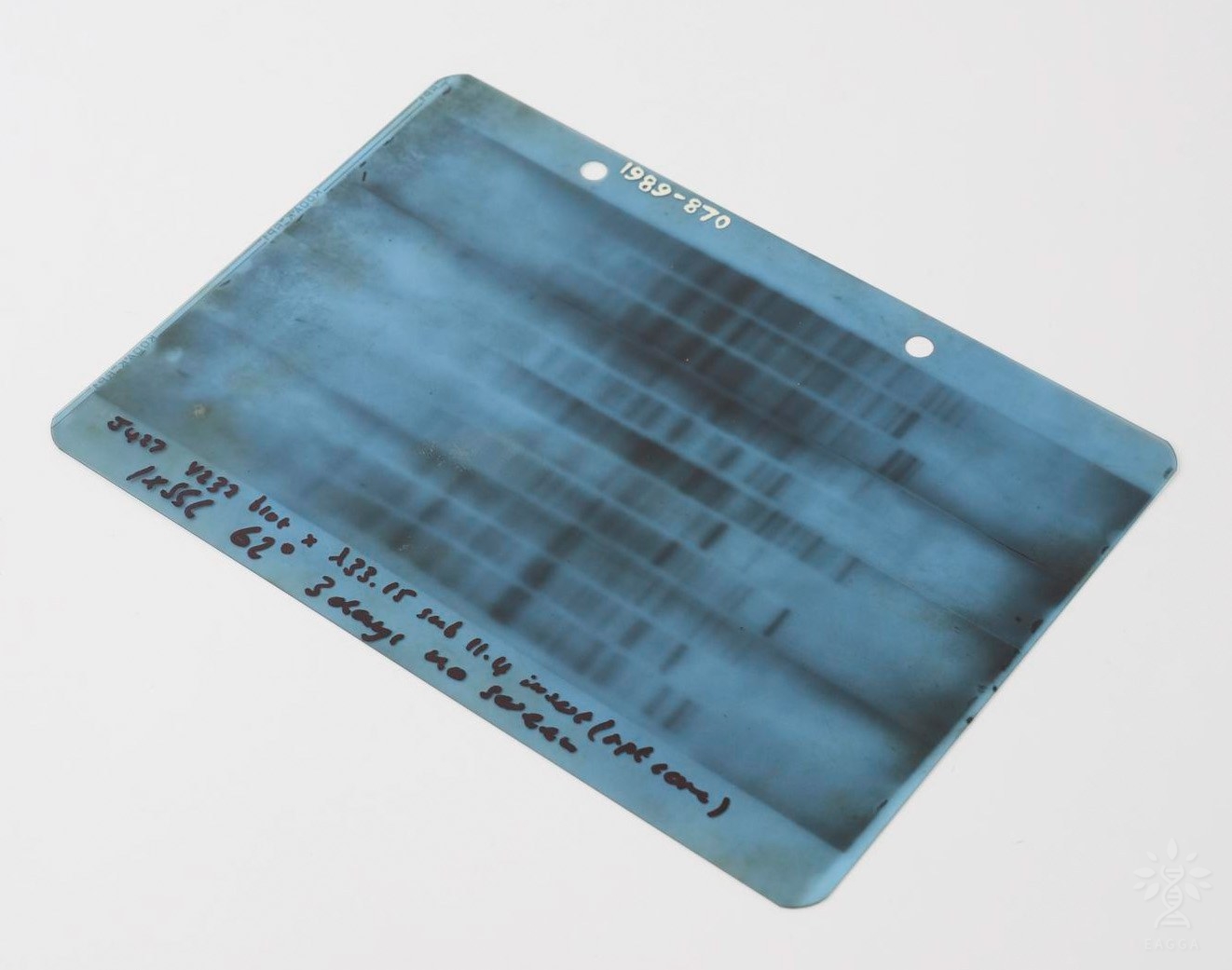 The first DNA fingerprint gel produced by Alec Jeffreys in 1984 (source: Science Museum Group, CC BY-NC-SA 4.0)